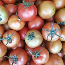 西红柿。红果粉果大量上市。欢迎全国各地的采购商到来。
