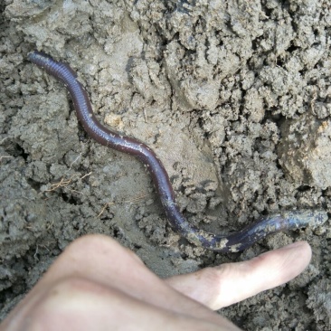 小指粗，20CM