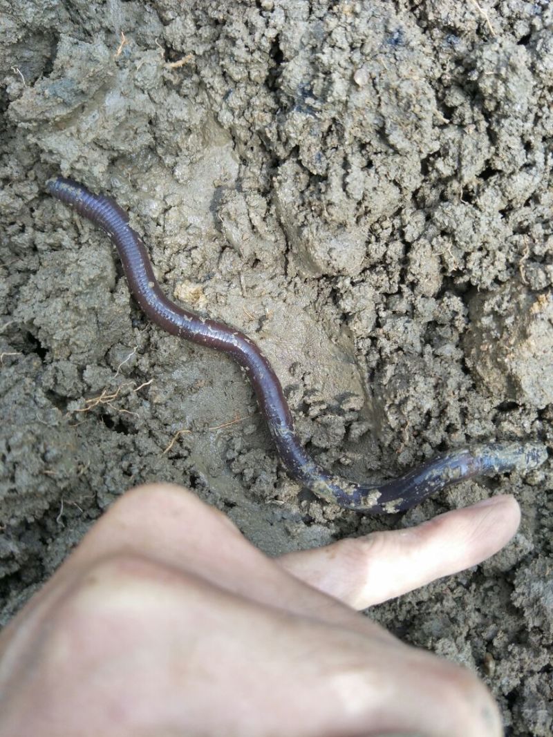 小指粗，20CM