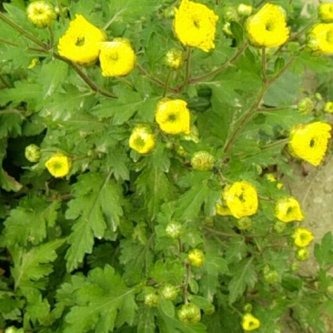 黄山贡菊
