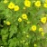 黄山贡菊