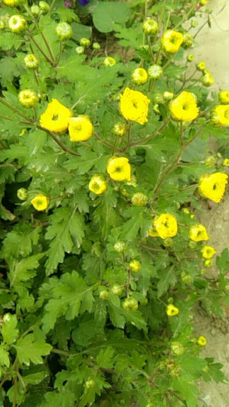 黄山贡菊