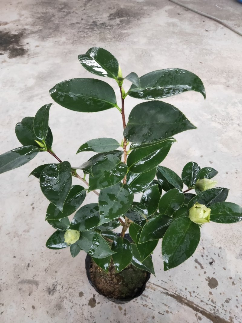 珍贵茶花绿可娜