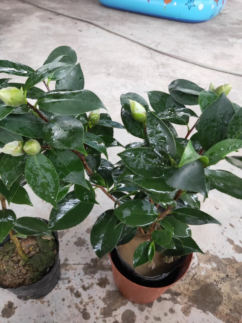 珍贵茶花绿可娜