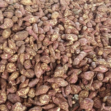 35%淀粉率济薯25粘度好出粉高高淀粉型红薯