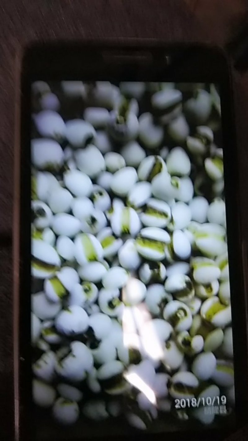 大量出售薏仁米贵州特产