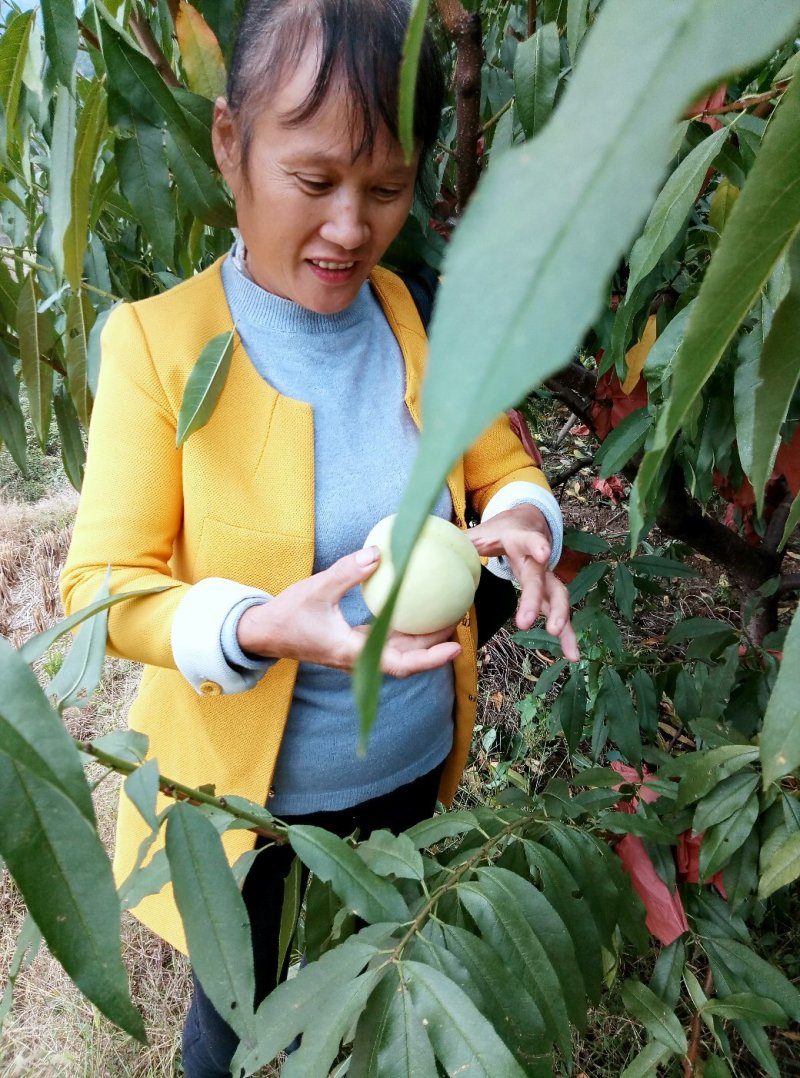 苗圃现挖冬桃苗假一赔十成活率高免费指导技术