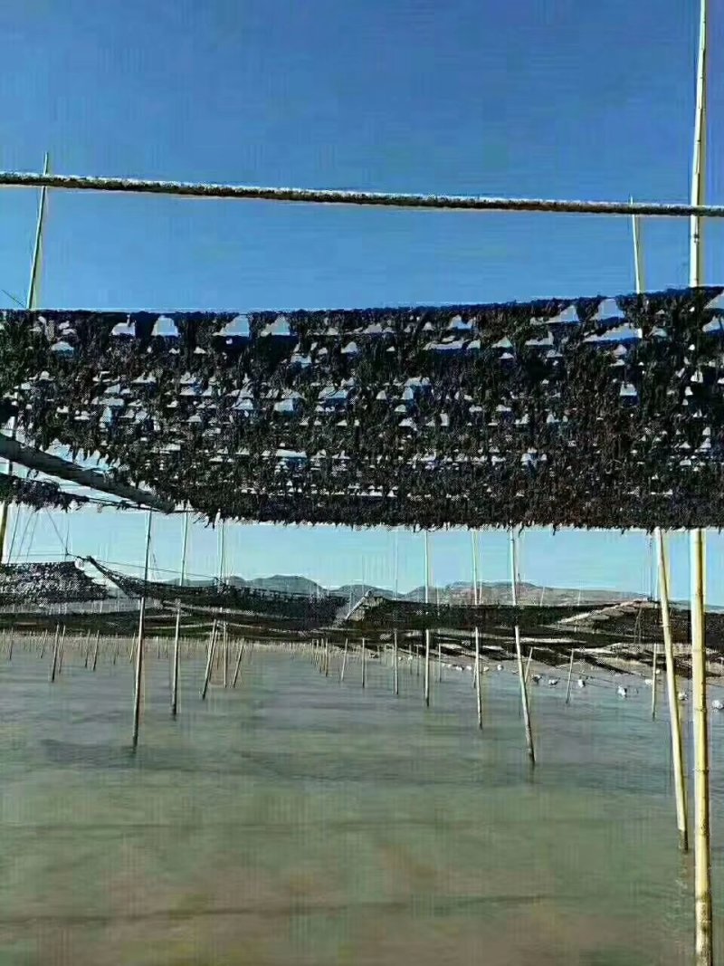 头水紫菜