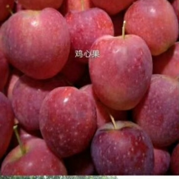 鸡心果树，