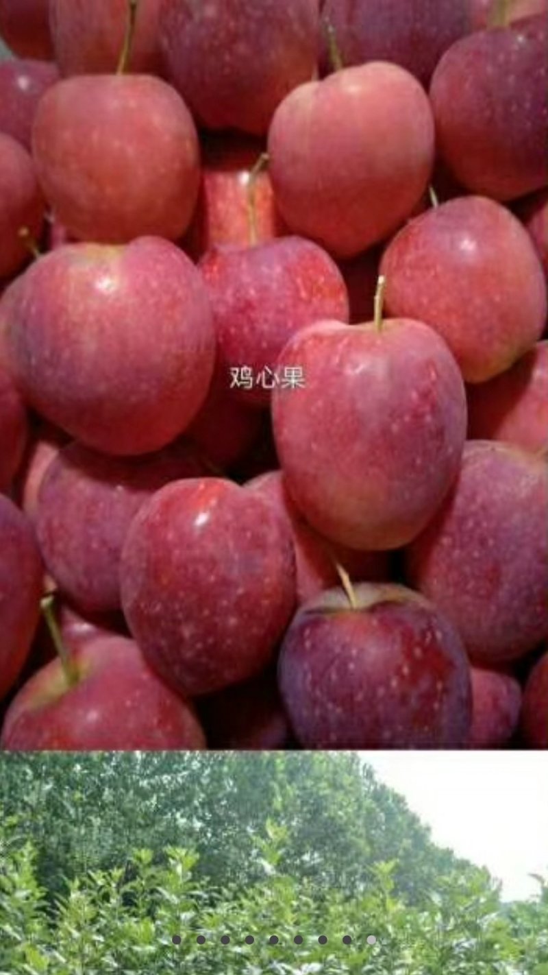 鸡心果树，