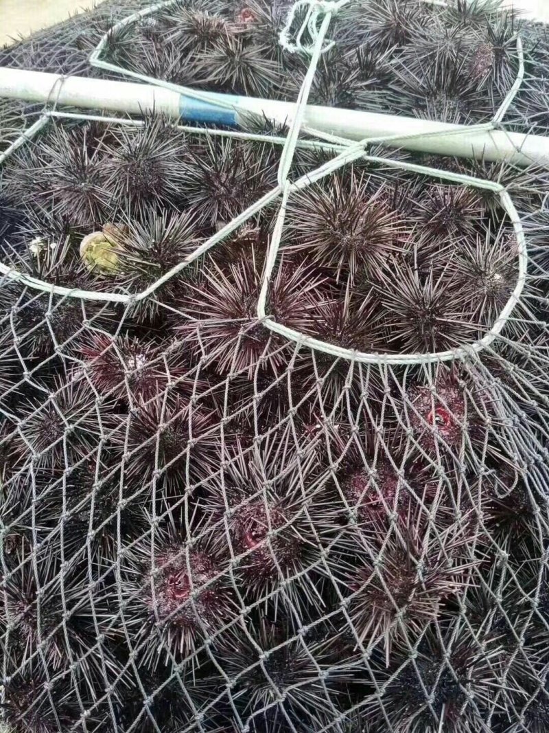 海胆肉200克一盒，98元一盒