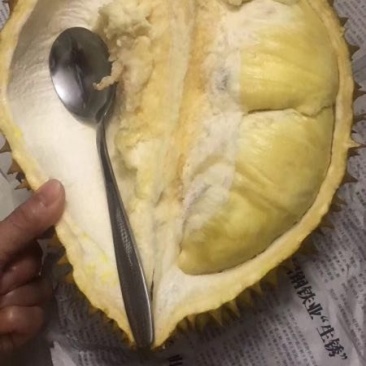 金枕榴莲