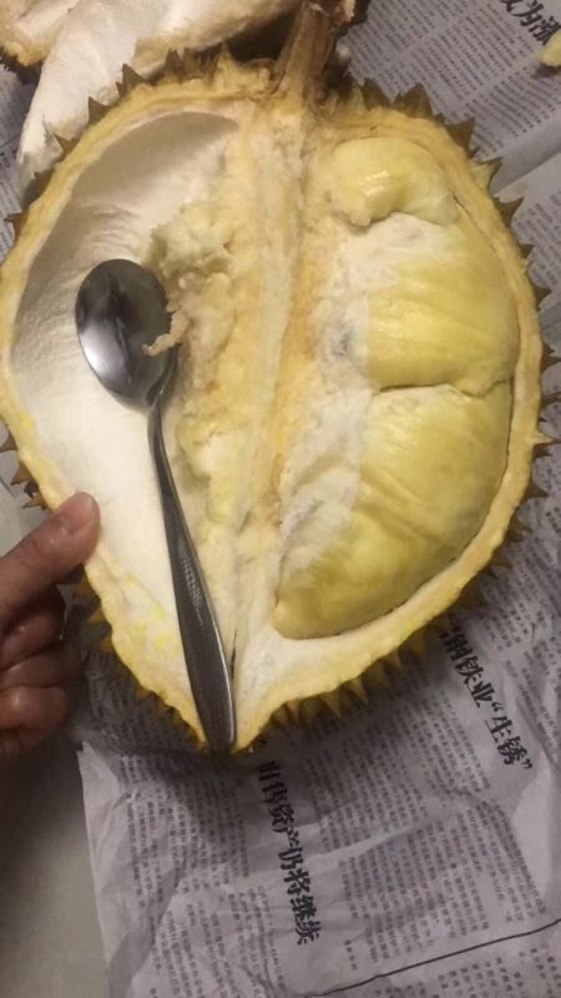 金枕榴莲