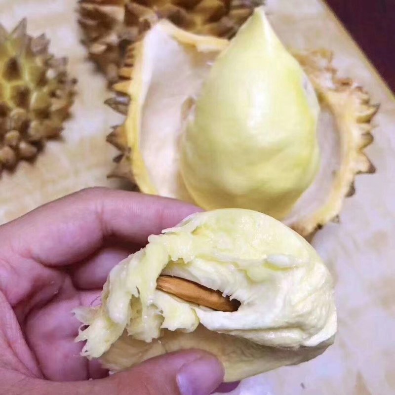 金枕榴莲