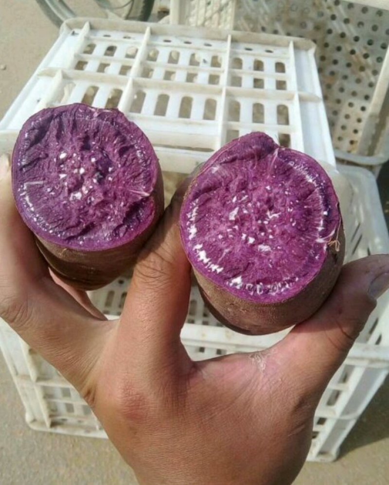 邹城丘陵山地紫罗兰紫薯