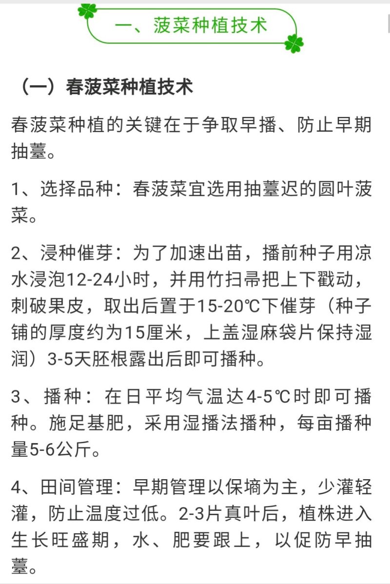 墨西科麦巴赫菠菜F1深绿光亮抗寒耐抽苔