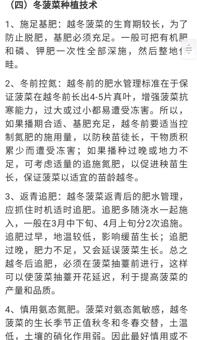 墨西科麦巴赫菠菜F1深绿光亮抗寒耐抽苔