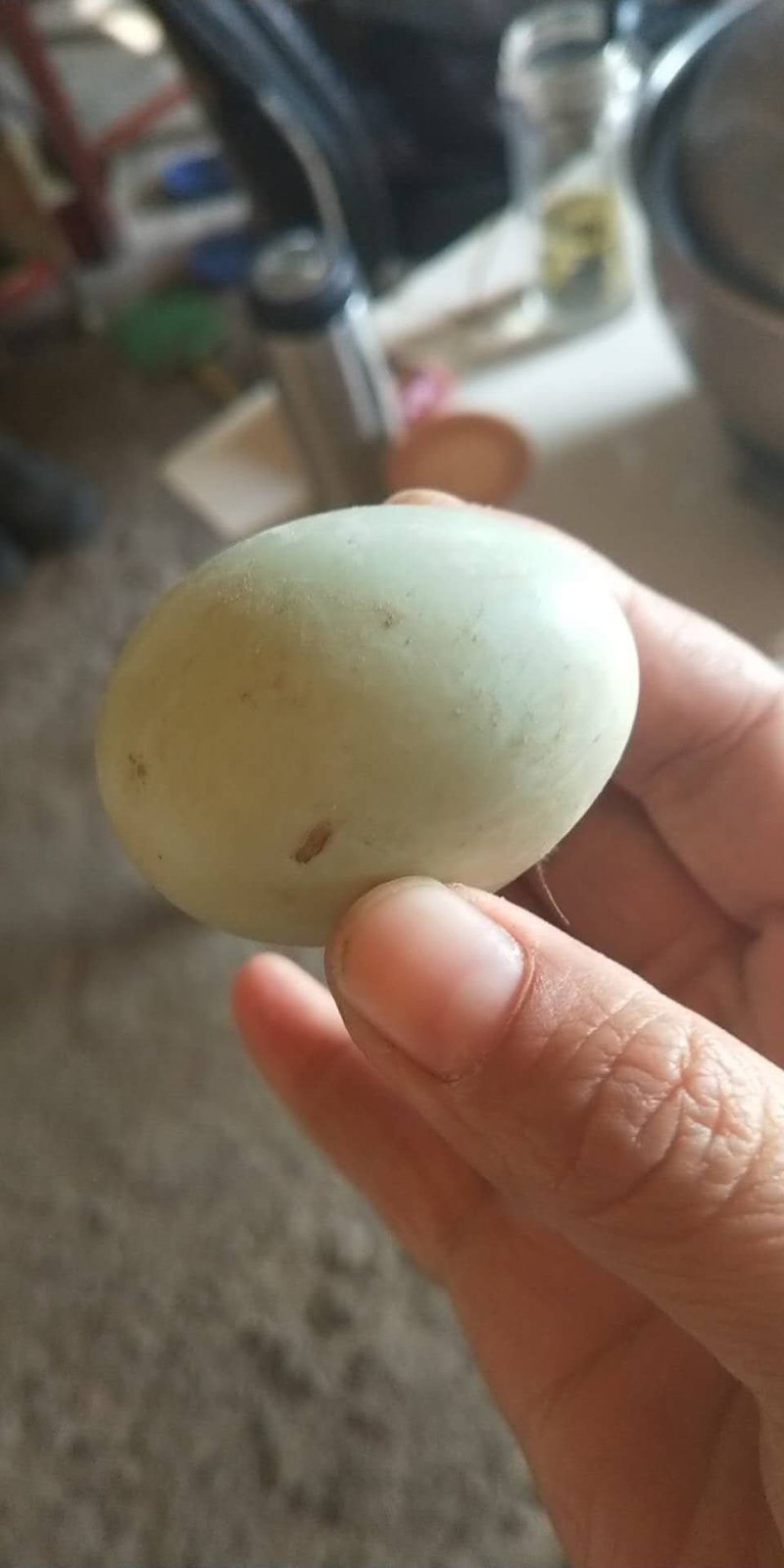 散养的湖里的野鸭蛋