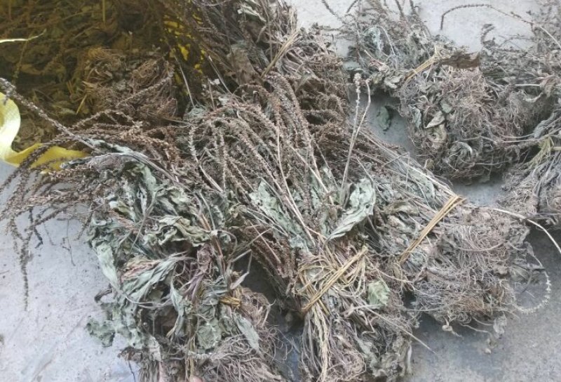 车前草，纯野生，2018新货