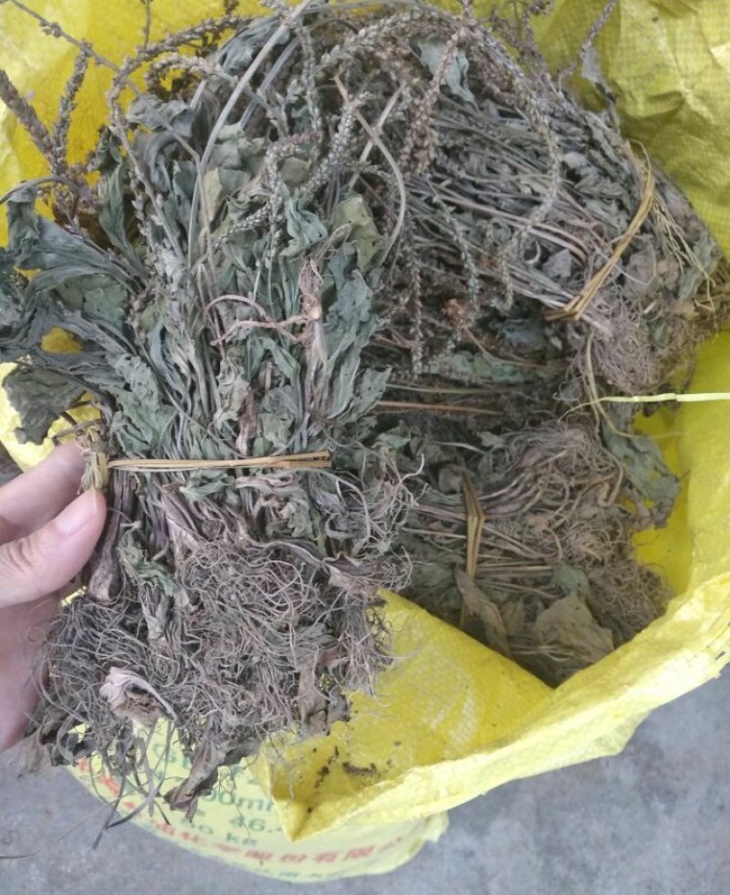 车前草，纯野生，2018新货
