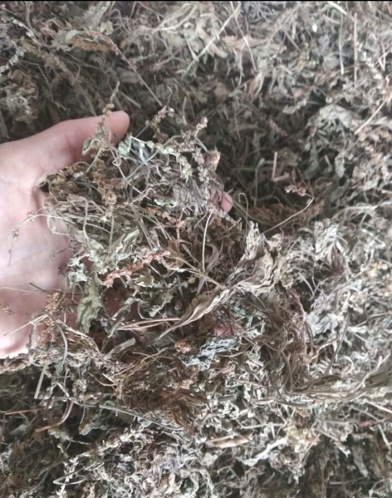车前草，纯野生，2018新货