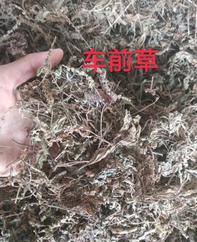 车前草，纯野生，2018新货