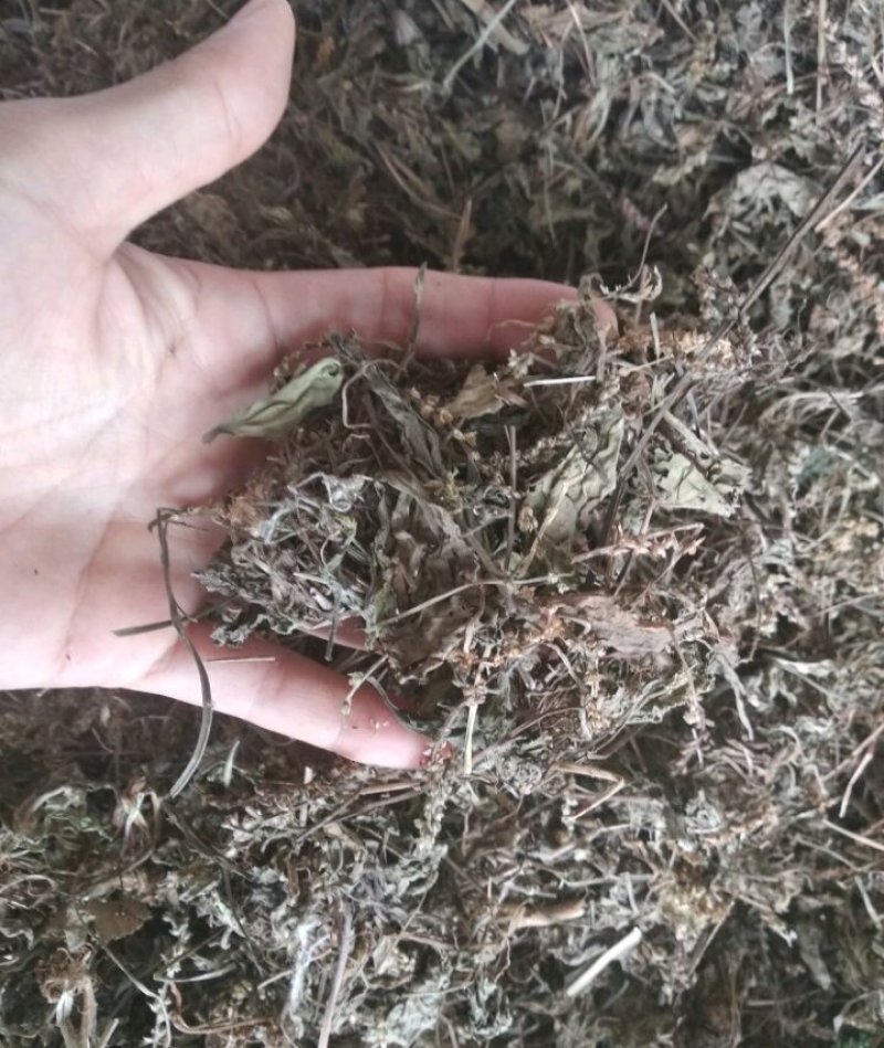 车前草，纯野生，2018新货