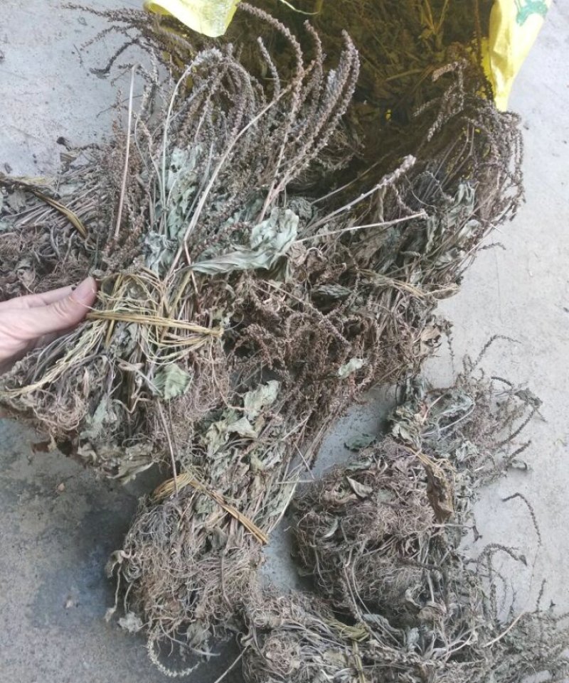 车前草，纯野生，2018新货