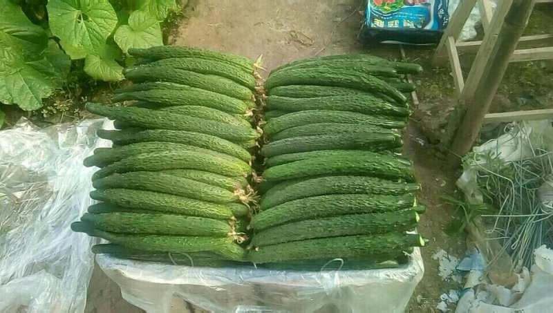 黄瓜