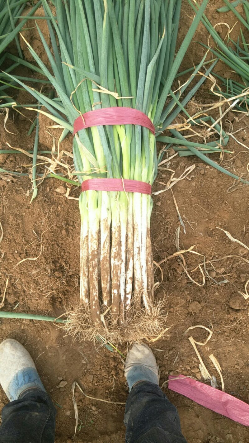 蔬菜