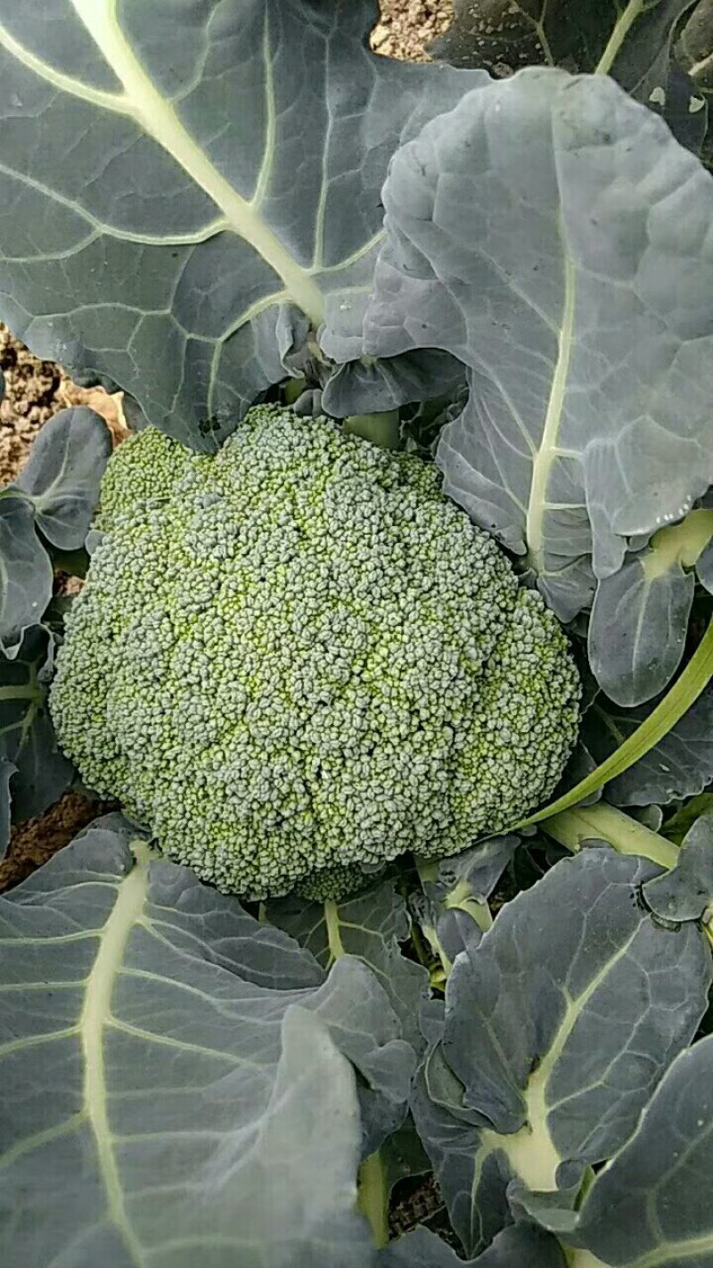 优秀耐寒西兰花