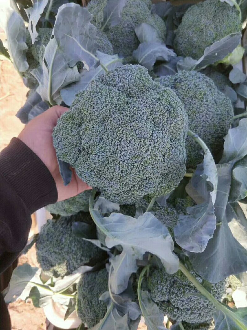 优秀耐寒西兰花