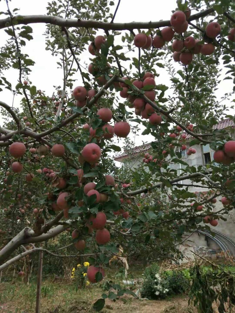 高原冰糖心红富士