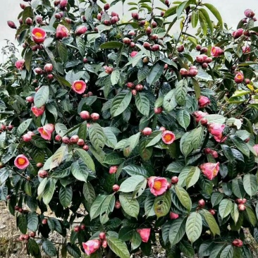 红花油茶苗，白花，榨油，绿化