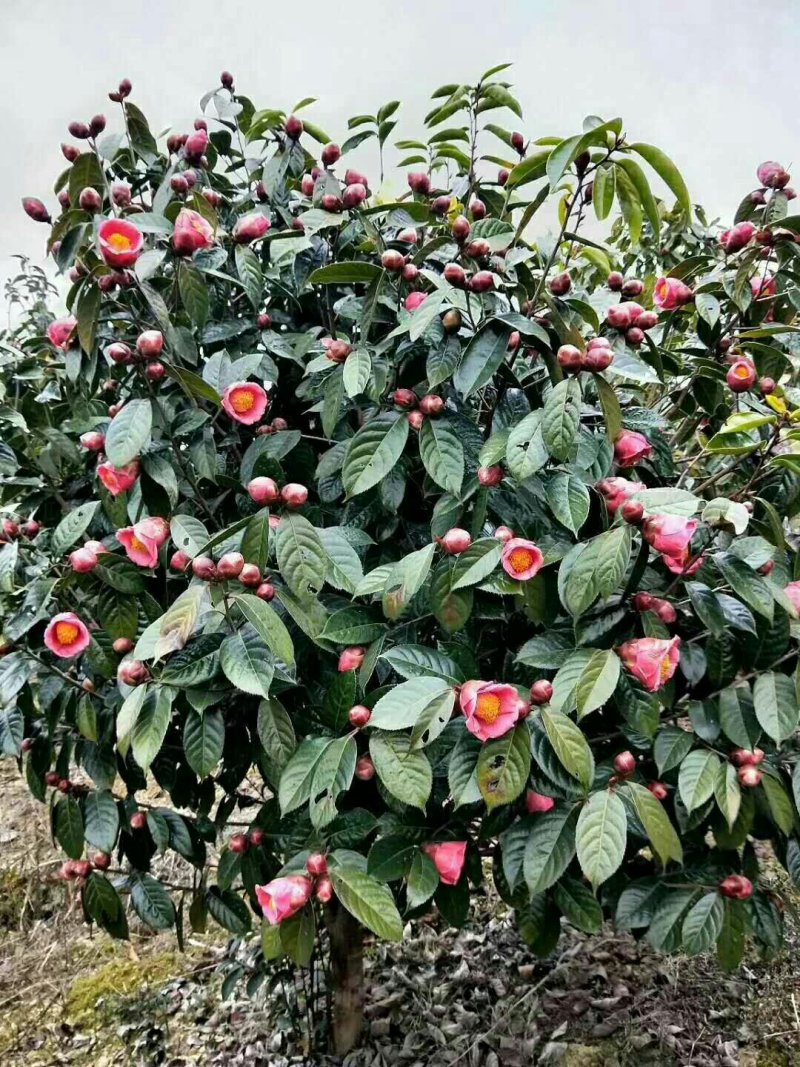 红花油茶苗，白花，榨油，绿化