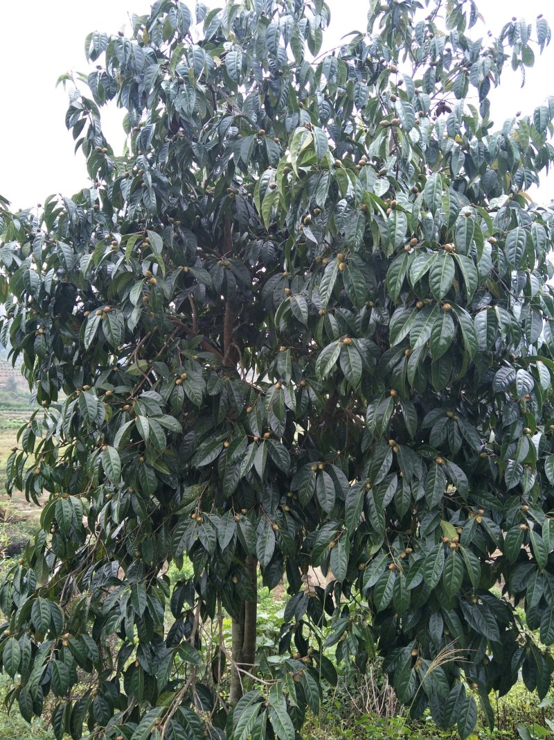 红花油茶苗，白花，榨油，绿化