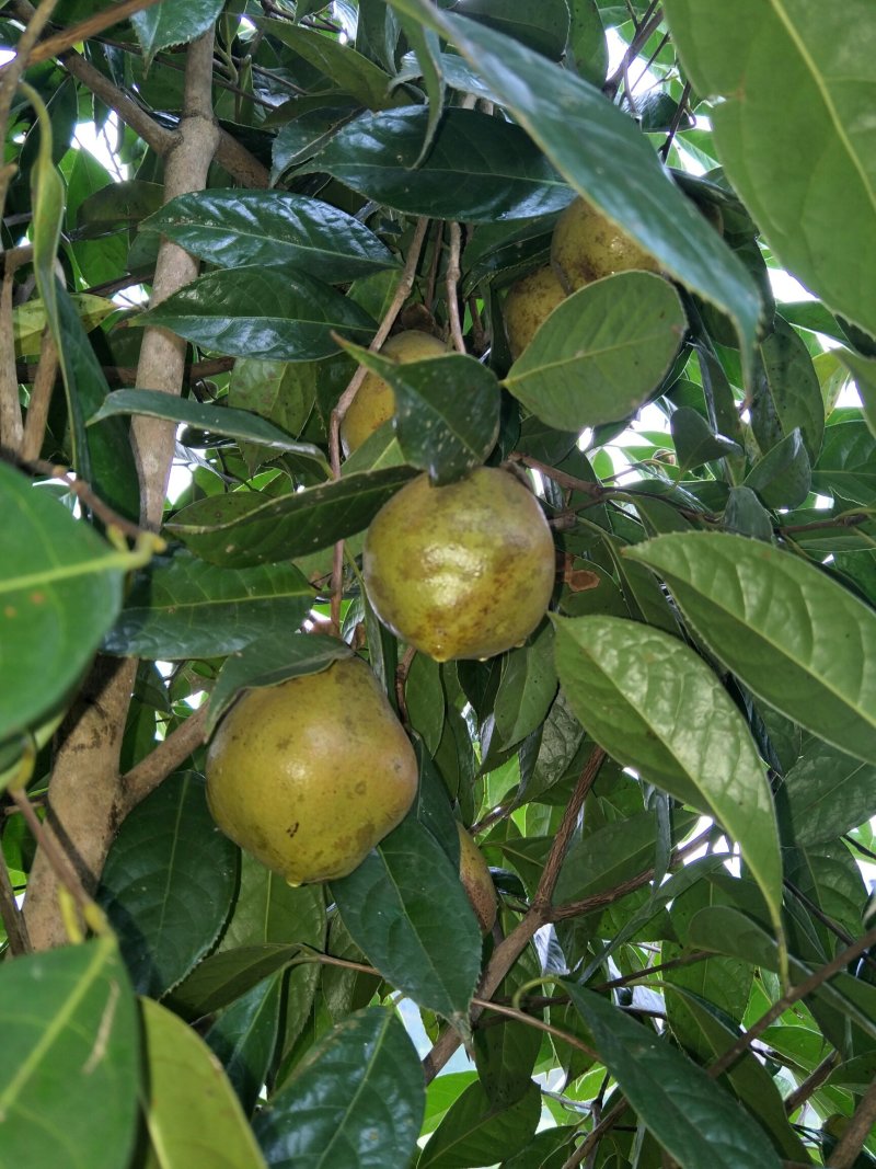 红花油茶苗，白花，榨油，绿化