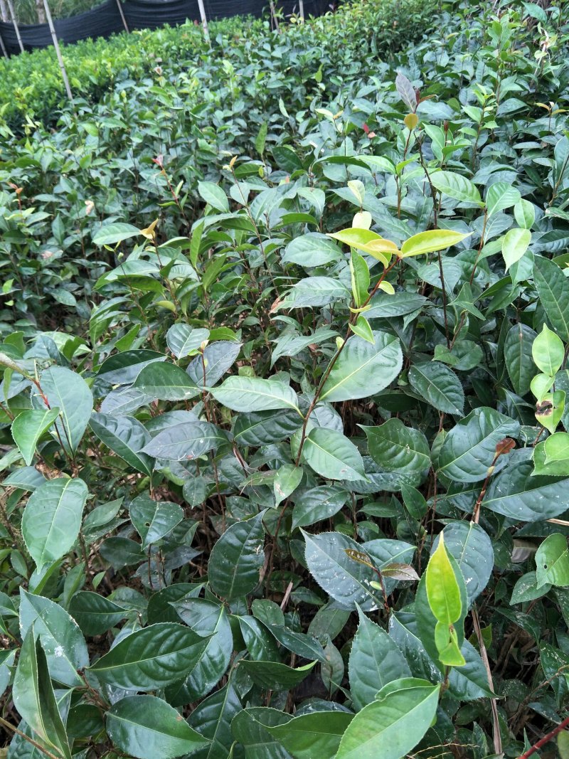 红花油茶苗，白花，榨油，绿化