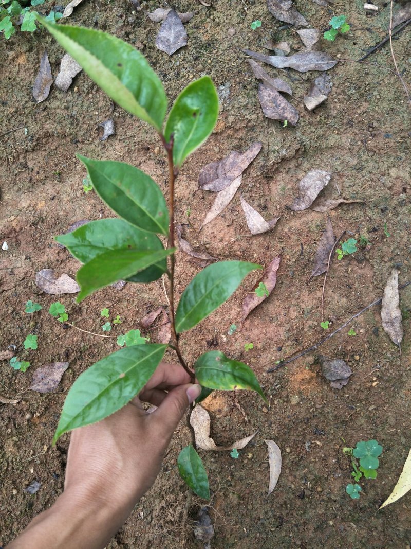 红花油茶苗，白花，榨油，绿化