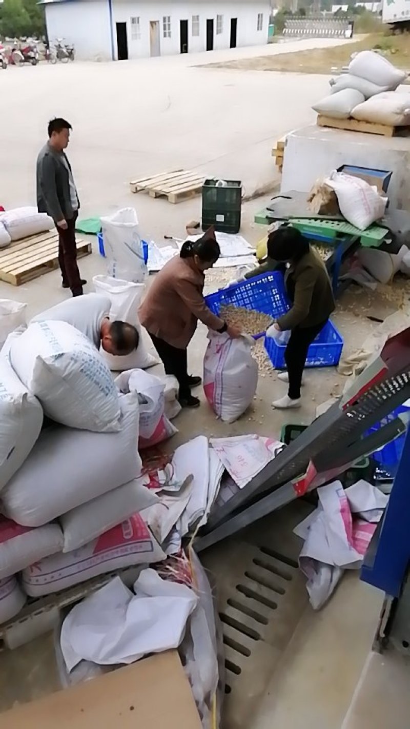 银杏白果