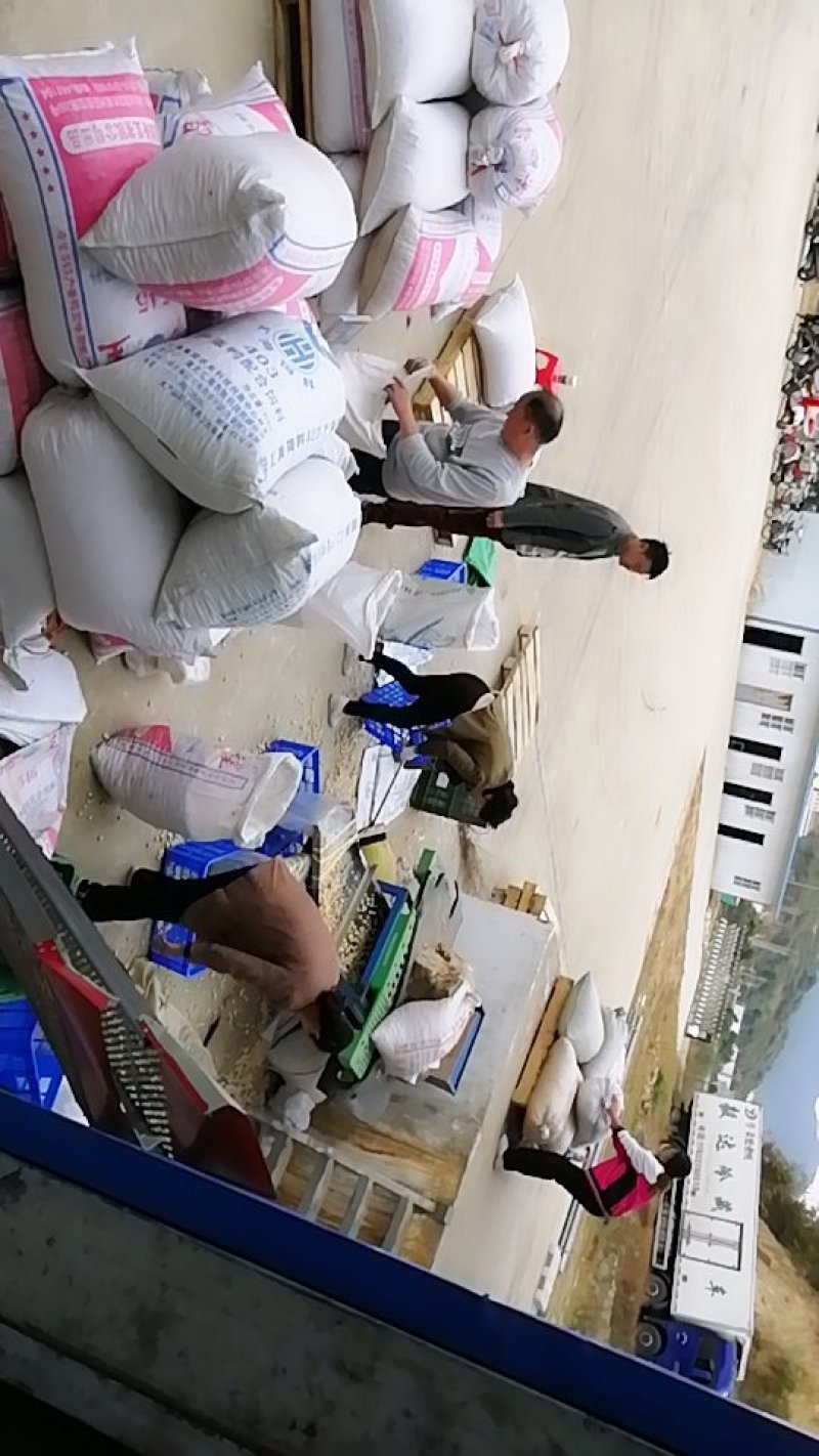 银杏白果