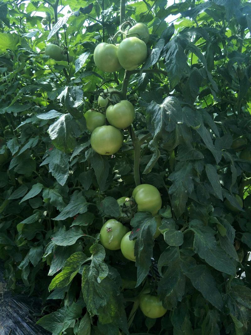 精品番茄苗工厂化育苗产品有保证西红柿苗耐裂高产