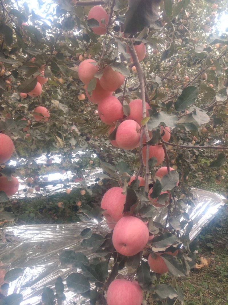 红富士冰糖心苹果最新上市了。80m以上的光果特级