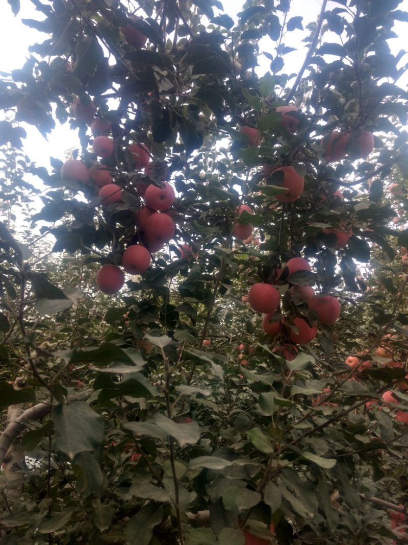 红富士苹果阿克苏红富士冰糖心苹