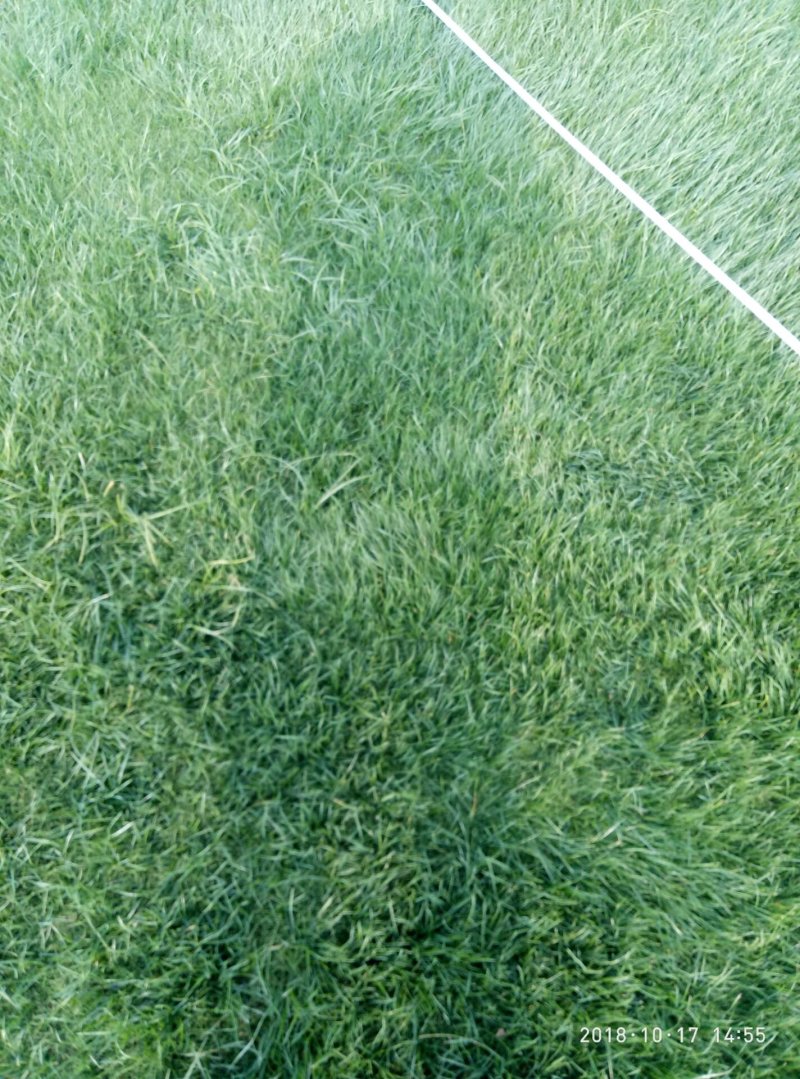 精品百慕大