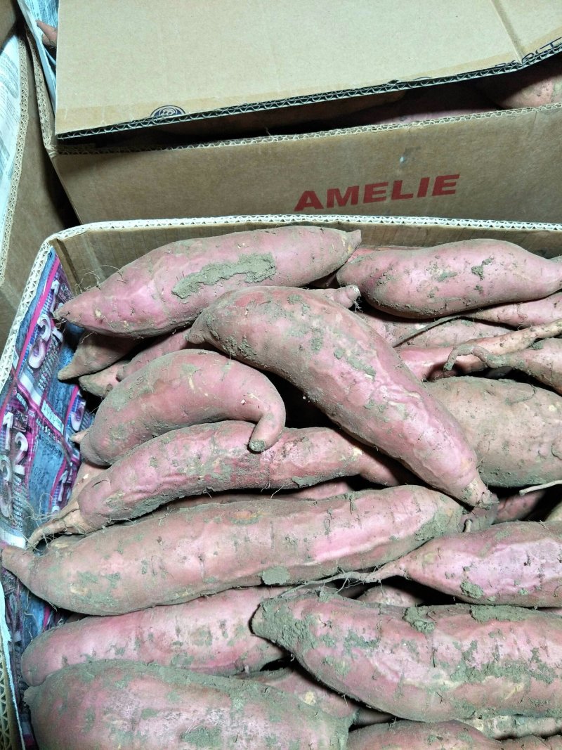 葫芦岛市南票区精品烟薯大量上市自产自销保质保量