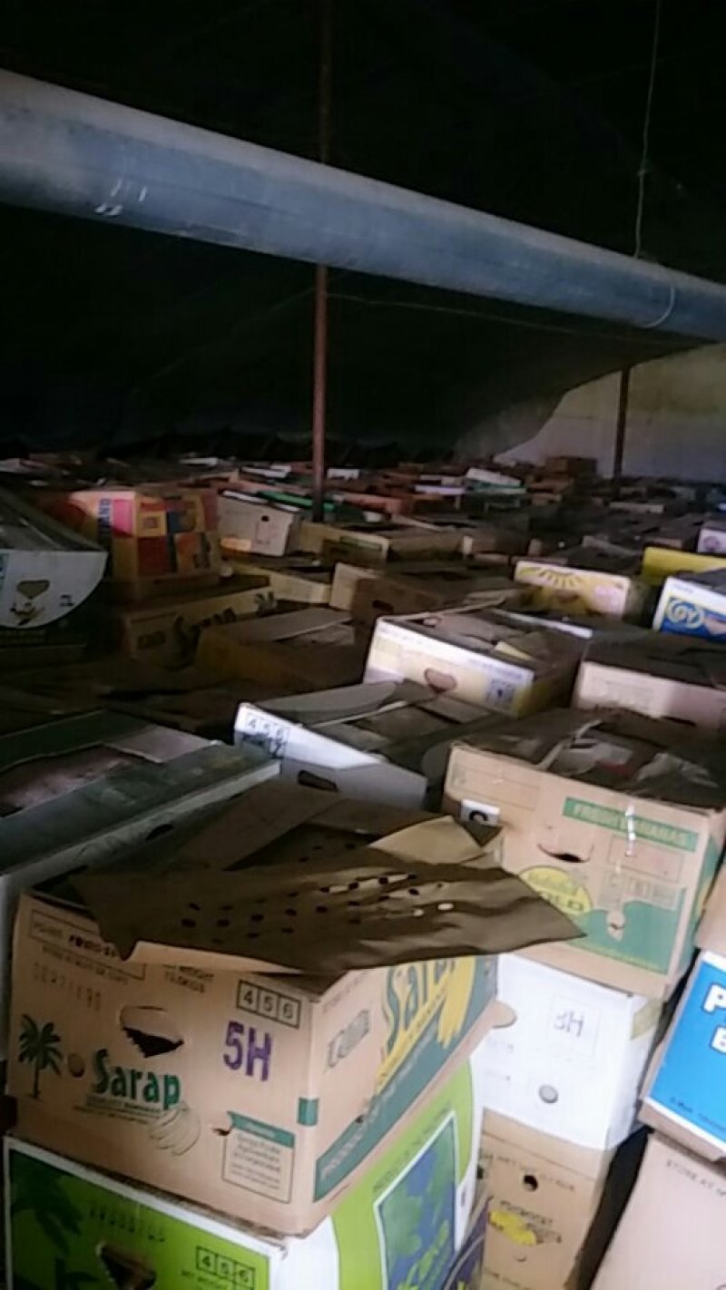 葫芦岛市南票区精品烟薯大量上市自产自销保质保量