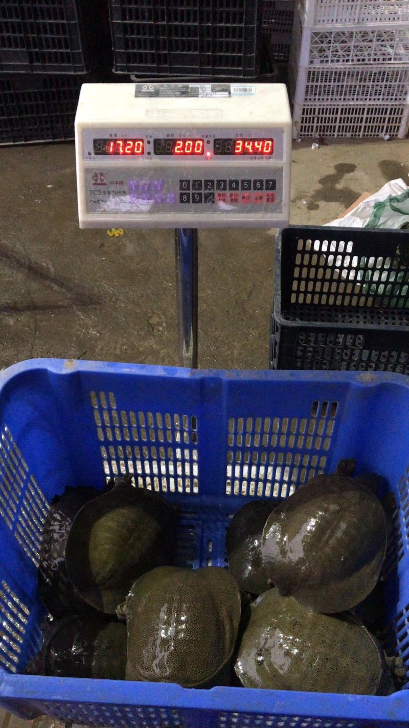 江西老甲鱼