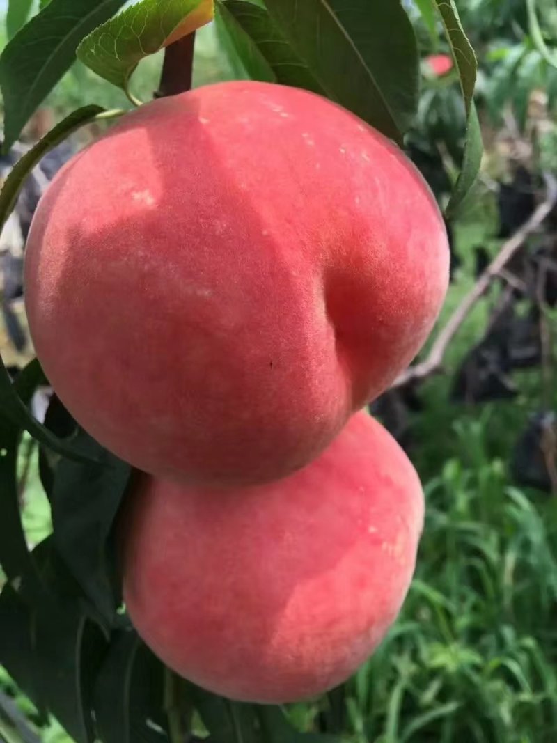 金秋红蜜桃