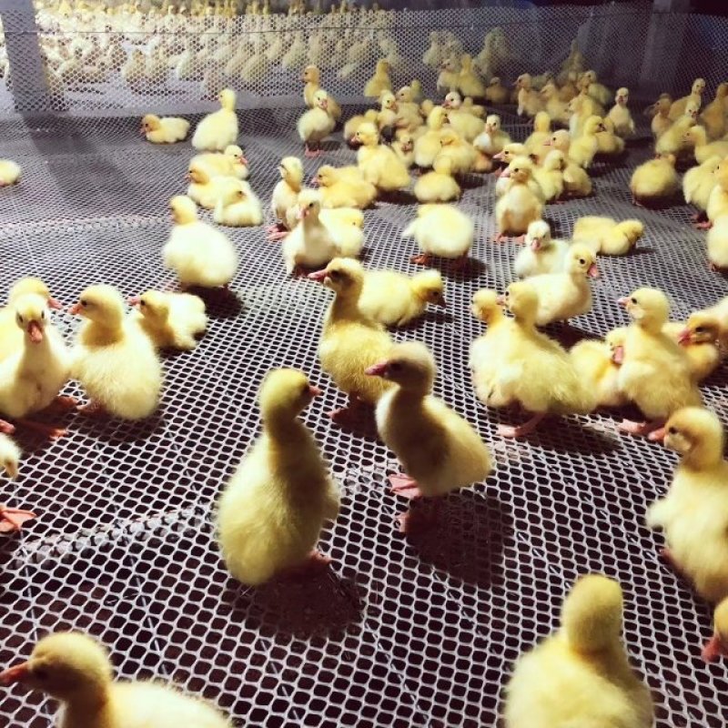 鹅苗鹅苗多少钱一只皖浦杂交